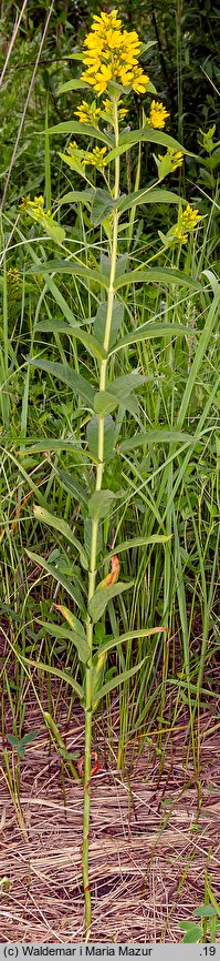 Lysimachia vulgaris (tojeść pospolita)