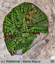 Asplenium trichomanes (zanokcica skalna)