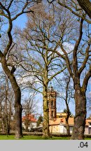 Platanus ×hispanica (platan klonolistny)