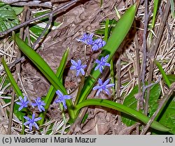 Scilla bifolia (cebulica dwulistna)