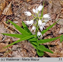 Cephalanthera longifolia (buławnik mieczolistny)