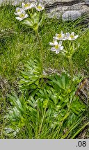 Anemonastrum narcissiflorum (zawilec narcyzowy)