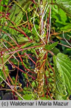 Cuscuta europaea ssp. europaea (kanianka pospolita typowa)