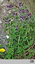 Bartsia alpina (bartsja alpejska)