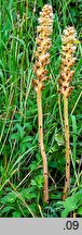 Orobanche bartlingii (zaraza Bartlinga)