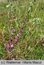 Cuscuta epithymum ssp. epithymum (kanianka macierzankowa)