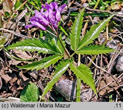 Dentaria glandulosa (żywiec gruczołowaty)