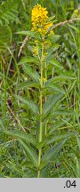 Lysimachia vulgaris (tojeść pospolita)