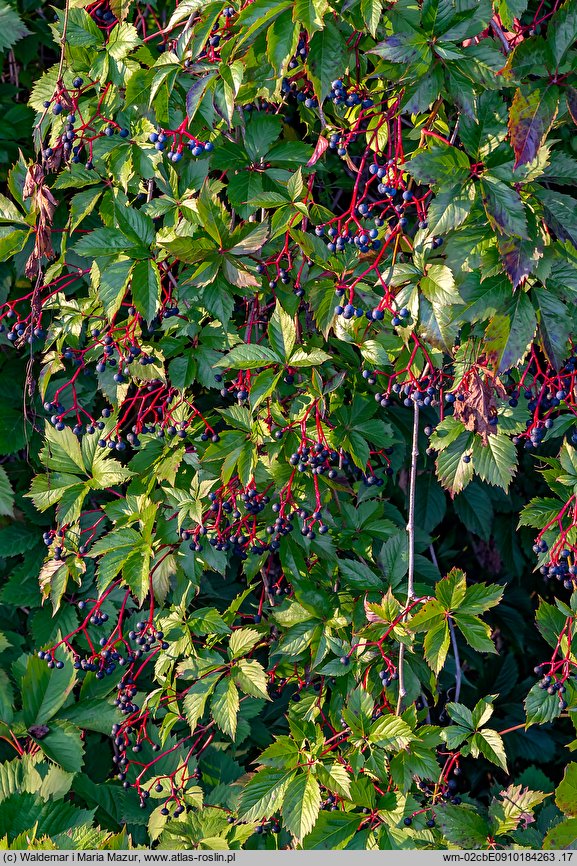 Parthenocissus inserta (winobluszcz zaroślowy)