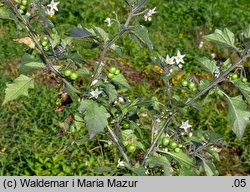 Solanum alatum (psianka skrzydlata)