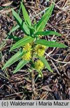 Lysimachia thyrsiflora (tojeść bukietowa)