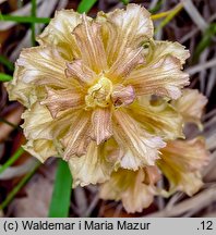 Orobanche lutea (zaraza czerwonawa)