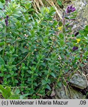 Bartsia alpina (bartsja alpejska)