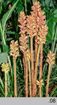 Orobanche flava (zaraza żółta)