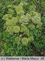 Angelica archangelica ssp. litoralis (dzięgiel litwor nadbrzeżny)