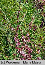 Cuscuta epithymum ssp. epithymum (kanianka macierzankowa)