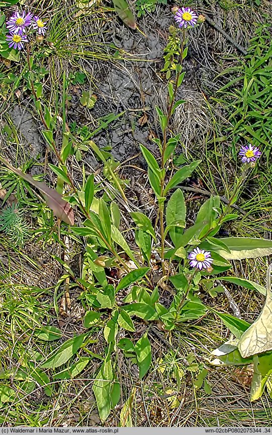 Aster amellus (aster gawędka)