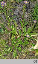 Aster amellus (aster gawędka)