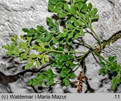 Asplenium ruta-muraria (zanokcica murowa)