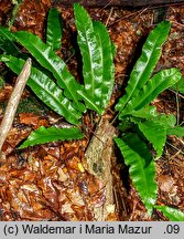 Asplenium scolopendrium (języcznik zwyczajny)