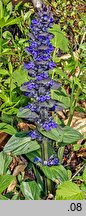 Ajuga reptans (dąbrówka rozłogowa)