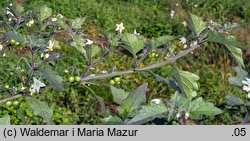 Solanum alatum (psianka skrzydlata)