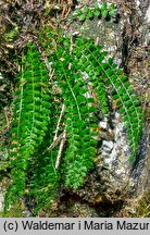 Asplenium viride (zanokcica zielona)