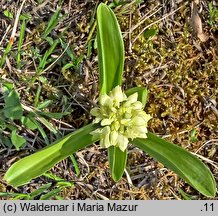 Orchis pallens (storczyk blady)