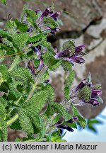 Bartsia alpina (bartsja alpejska)