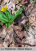 Anemonoides ranunculoides (zawilec żółty)