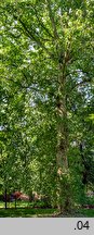 Platanus ×hispanica (platan klonolistny)