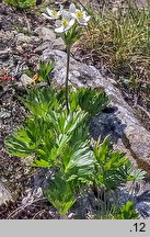 Anemonastrum narcissiflorum (zawilec narcyzowy)