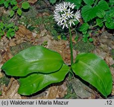 Allium ursinum (czosnek niedźwiedzi)