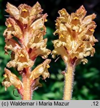 Orobanche flava (zaraza żółta)