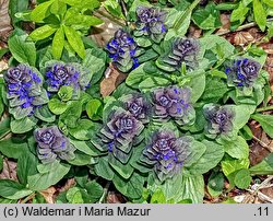 Ajuga reptans (dąbrówka rozłogowa)