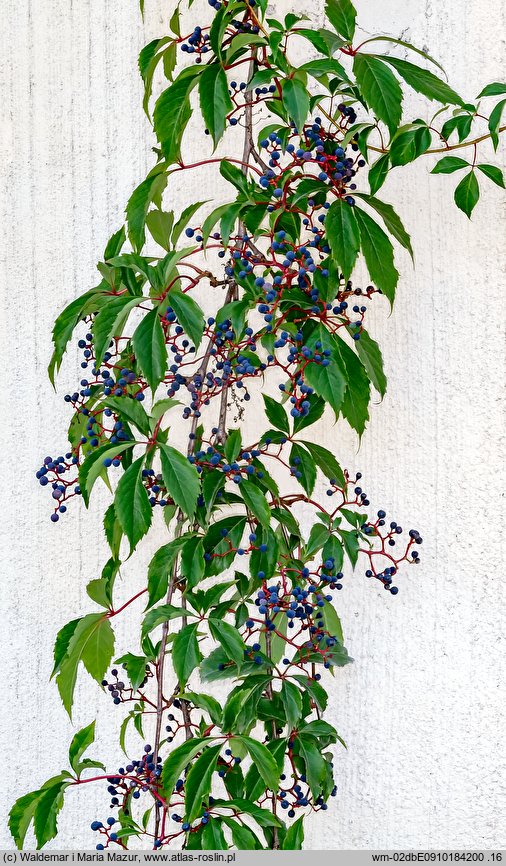 Parthenocissus quinquefolia (winobluszcz pięciolistkowy)