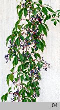 Parthenocissus quinquefolia (winobluszcz pięciolistkowy)