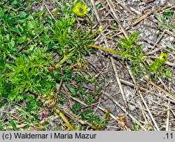 Adonis aestivalis (miłek letni)