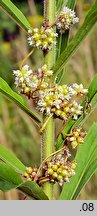 Cuscuta europaea ssp. europaea (kanianka pospolita typowa)