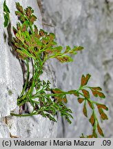 Asplenium ruta-muraria (zanokcica murowa)