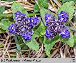 Ajuga reptans (dąbrówka rozłogowa)