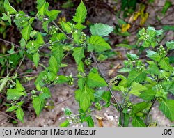 Solanum nigrum (psianka czarna)