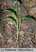 Allium ursinum (czosnek niedźwiedzi)