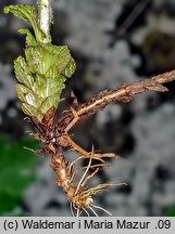 Bartsia alpina (bartsja alpejska)