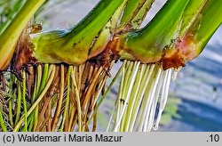 Acorus calamus (tatarak zwyczajny)