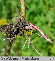 Symphyotrichum lanceolatum (aster lancetowaty)