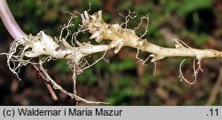 Dentaria glandulosa (żywiec gruczołowaty)