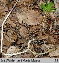 Dentaria bulbifera (żywiec cebulkowy)