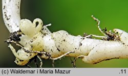 Dentaria bulbifera (żywiec cebulkowy)