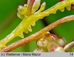 Cuscuta europaea ssp. europaea (kanianka pospolita typowa)